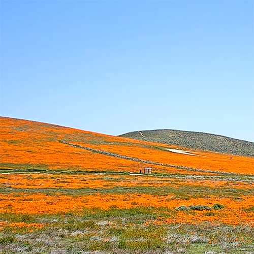 It's poppy season here in Southern California! And the CA Dept of Parks and Rec has put up the "Antelope Valley California Poppy Reserve Live Stream" Stunning fields of glowing orange!