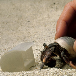 hermit crabs can have prefab houses too!`