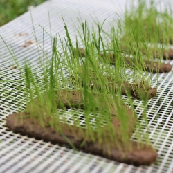 Tiskaj ZELENO prints with a blend of grass seed and mud. The device designed by students at the University of Maribor in Slovenia bringsnew meaning to “watching the grass grow.”

