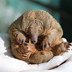 Perth Zoo welcomes a baby echidna (a puggle!).