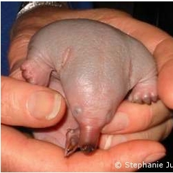 the correct term for a baby echidna is "puggle." i'd only heard of the horrible looking mutt by the same name.   the OED says "puggle" also means to shove a stick down a hole...right...