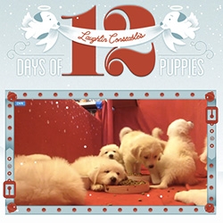 Delight without the cleanup. Cuteness without the aroma. Tune in to Laughlin Constable's puppy cam every day at noon for 12 days as we serenade seven Great Pyrenees puppies. 