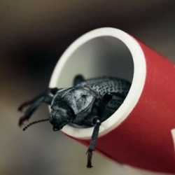 Qualcomm: Check out the world's first 100 percent insect-powered smartphone.