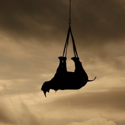 Amazing photos of a mission that transports endangered black rhinos to a secret location.