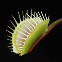 Robotic Venus flytraps could run on live insects and spiders, snatching and digesting them for fuel.