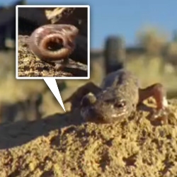 BBC's Weird Nature shows us how some creatures found rolling is the fastest way down a hill - See how some salamanders and caterpillars curl up and roll!