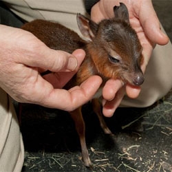Ridiculously cute and tiny Royal antelope calf born at the San Diego Zoo. These tiny antelopes stand barely a foot tall when fully grown.