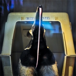 San Francisco Zoo's new baby giant anteater shows off its impressive tongue.