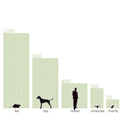 Infographic on scent receptors in different species from the New Scientist.