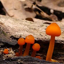 Mushroom Timelapse Video Roundup! Wow... it's so mesmerizing watching how they grow!