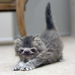 SLITTENS: Kittens with sloth faces - amusing photoshopped tumblr by Rachael Aslett.