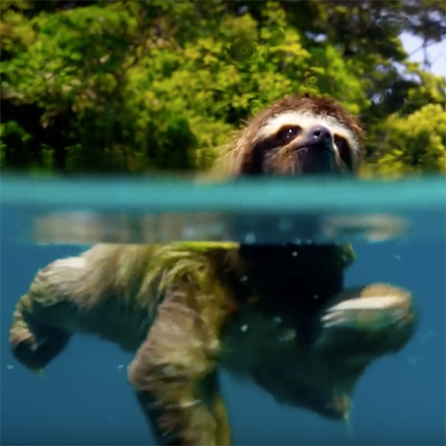 BBC's Planet Earth II Trailer is here! Can't wait for the next installment...