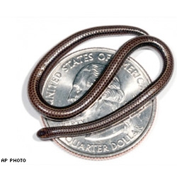 Check out this teeny tiny snake found in Barbados