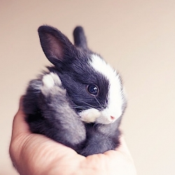 Photo Series: 30 days in the life of a baby rabbit.