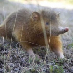 Conservationists are in the Dominican Republic to save one of the world's strangest and most ancient mammals - the Hispaniolan solenodon. 