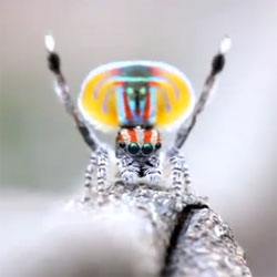 Extraordinary footage of the courtship of the peacock jumping spider in Australia.