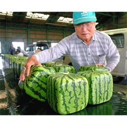 food, travel, what more could you want?  square watermelons are just a taste of what's you can find at somethinginmyeye.com