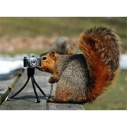 squirrels with cameras.  what more can we say?