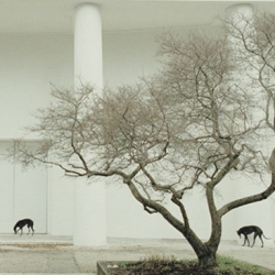 for his exhibition in the british pavilion, steve mcqueen presents a new film entitled
'giardini' (gardens), referring to the area of venice where the pavilion is situated.