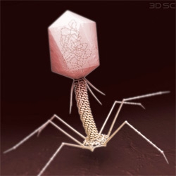 On free downloads for the day ~ 3D Science is offering a 3D model of our childhood favorite ~ the T4 Bacteriophage
