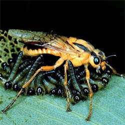 The NYtimes celebrate the career of Thomas Eisner, a towering figure in the fields of biology, ecology and evolution. Eisner was well known for his in-depth studies of insects, like this Australian sawfly guarding her larvae.