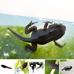 From little tadpoles to tiny toadlets! Watch our tadpoles as they grow on their journey from tadpole to toadlet!