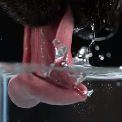 Incredible watching the way a dog's tongue scoops water when drinking... the slow motion is fascinating.