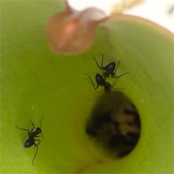 Ants face a slippery slope when they venture onto pitcher plants. Scientists explore the tiny, precisely oriented hairs that are hard to climb up and create a slippery, wet film.