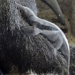 Amazing baby giant anteater, one of a number of new arrivals at Vienna Zoo.