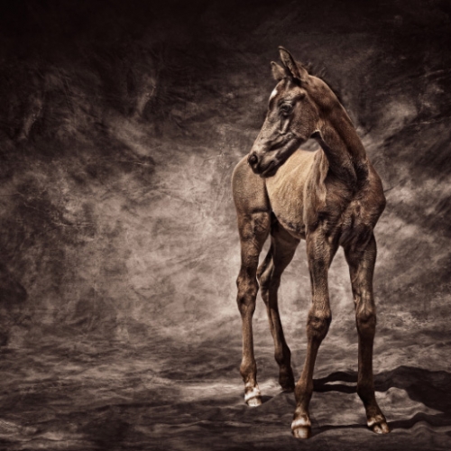 Warm Bloods, a beautiful series of photos of horses by Antti Viitala.
