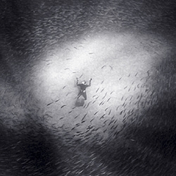 Wayne Levin's stunning underwater photography