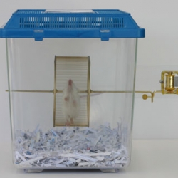 A mouse cage mated with a music box. The compulsive energy of a running mouse generates Brahm's Lullaby.