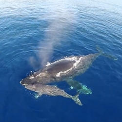 Drone view of dolphin stampede and whales... stunning video by Captain Dave Anderson of Capt. Dave's Dolphin and Whale Safari in Dana Point, California