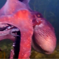 What happens when an octopus steals your video camera. Captured by Victor Huang (and said octopus) in Wahine Memorial, Wellington, NZ.