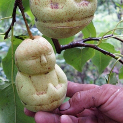 A farmer in China is showing off the fruits of his labor after growing these amazing baby shaped pears