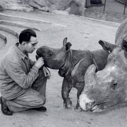 The first Zoo born rhino. Love this set of photos from Zoo Basel in 1956.