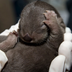 This North American river otter pup is one of three new arrivals at the Columbus Zoo and Aquarium. Too cute!